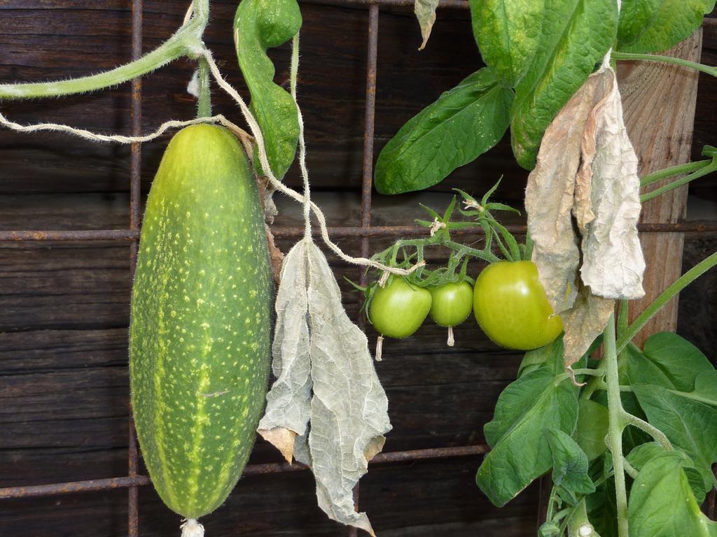 Bio-Bauernhof Rettenbachgut Werfen Dış mekan fotoğraf