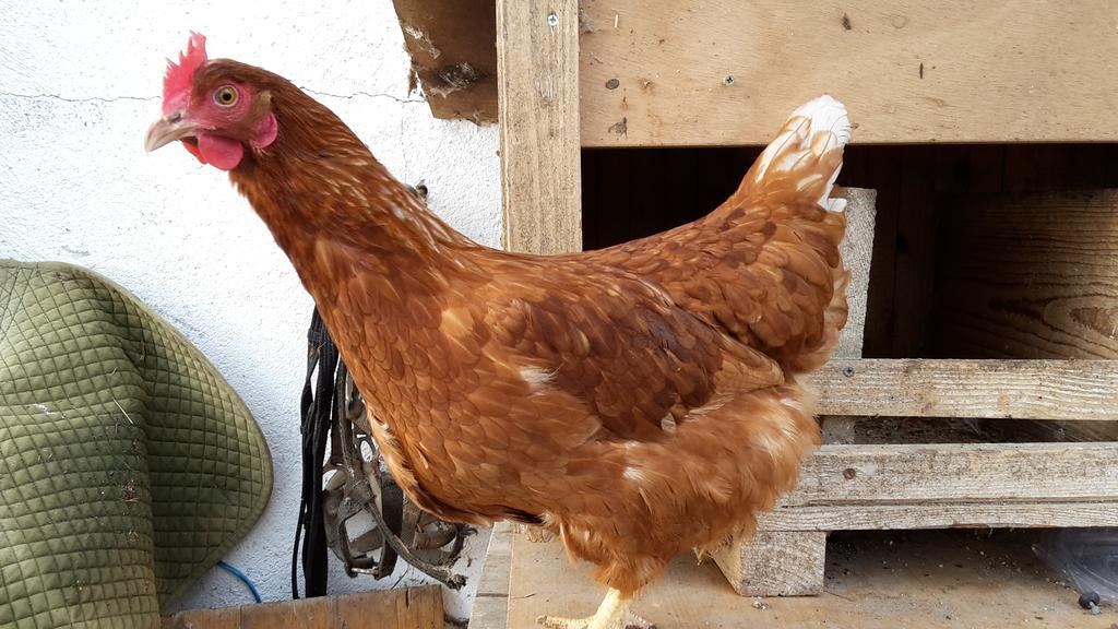 Bio-Bauernhof Rettenbachgut Werfen Dış mekan fotoğraf